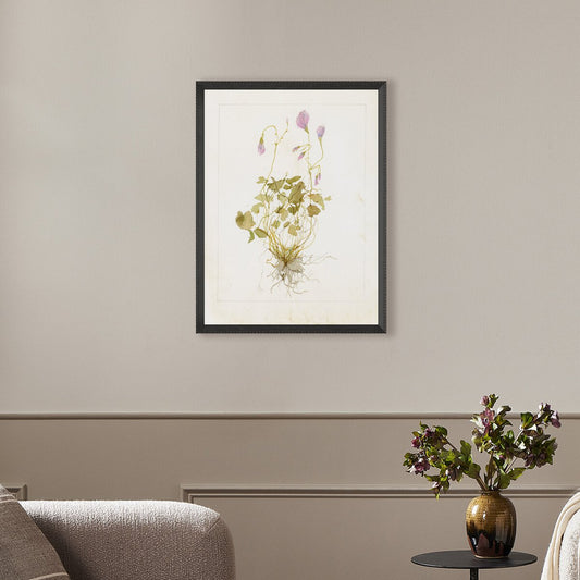 Oxalis Debilis No. 1 by Laurel-Dawn Latshaw - Brimfield Black
