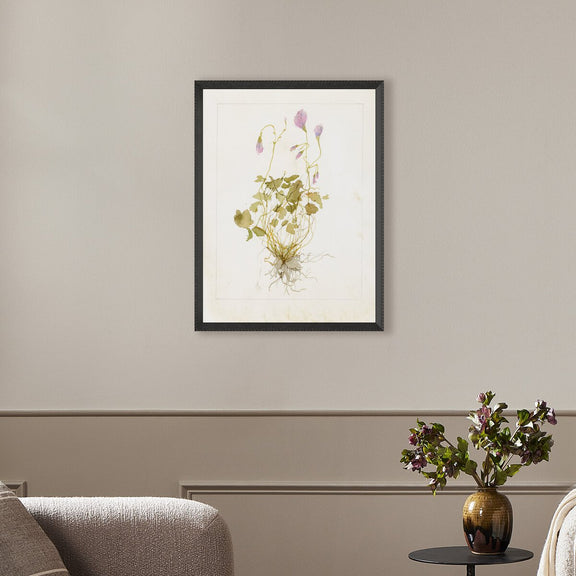 Oxalis Debilis No. 1 by Laurel-Dawn Latshaw - Brimfield Black