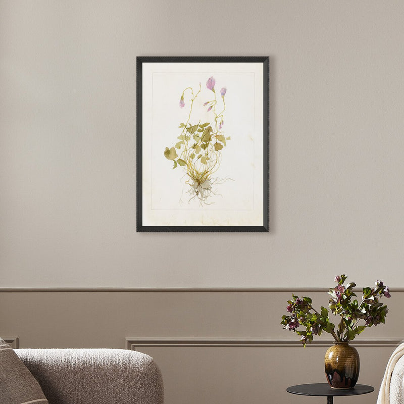 Oxalis Debilis No. 1 by Laurel-Dawn Latshaw - Brimfield Black