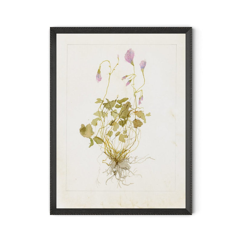 Oxalis Debilis No. 1 by Laurel-Dawn Latshaw - Brimfield Black