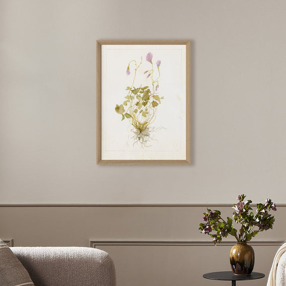 Oxalis Debilis No. 1 by Laurel-Dawn Latshaw - White Oak