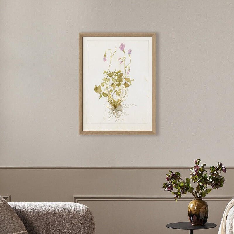 Oxalis Debilis No. 1 by Laurel-Dawn Latshaw - White Oak