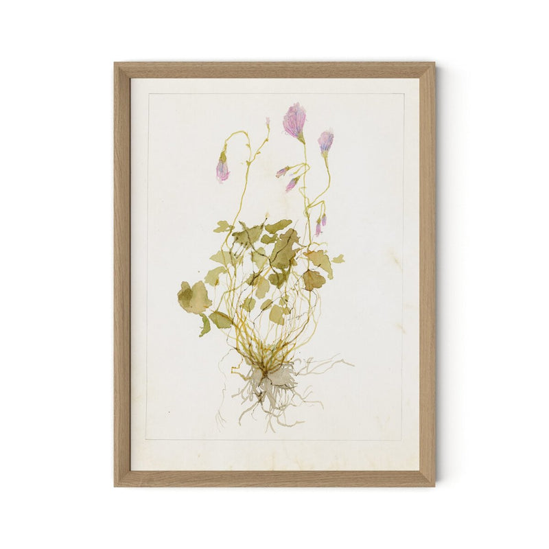 Oxalis Debilis No. 1 by Laurel-Dawn Latshaw - White Oak