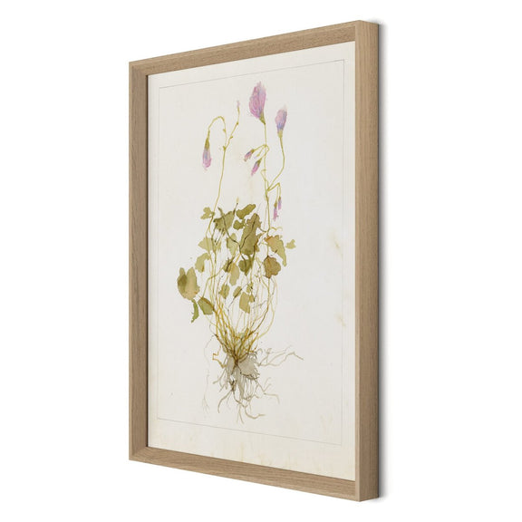 Oxalis Debilis No. 1 by Laurel-Dawn Latshaw - White Oak