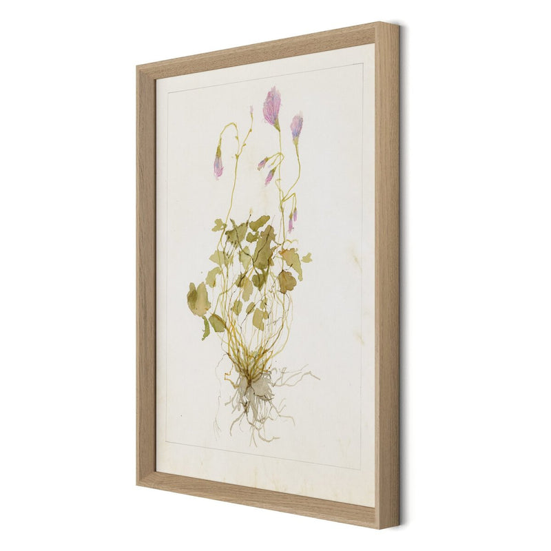 Oxalis Debilis No. 1 by Laurel-Dawn Latshaw - White Oak