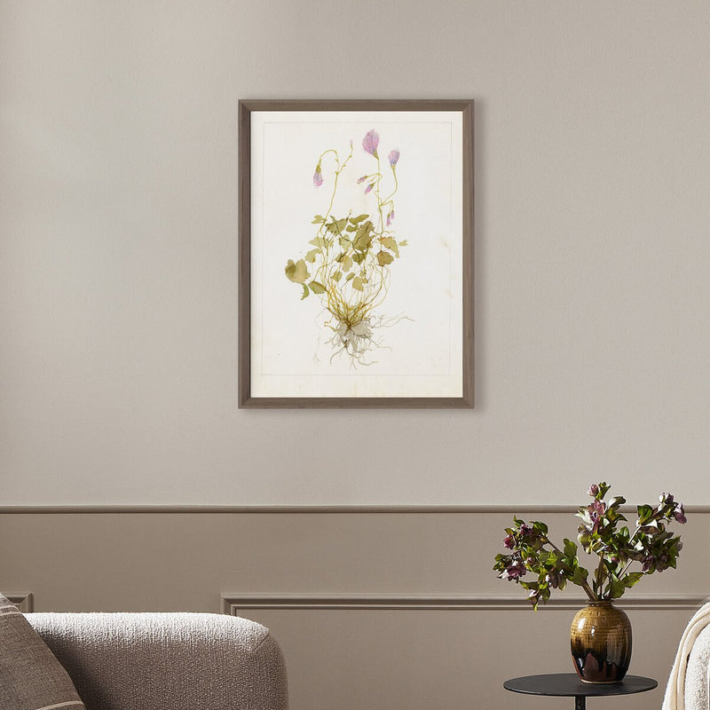 Oxalis Debilis No. 1 by Laurel-Dawn Latshaw - Rustic Walnut