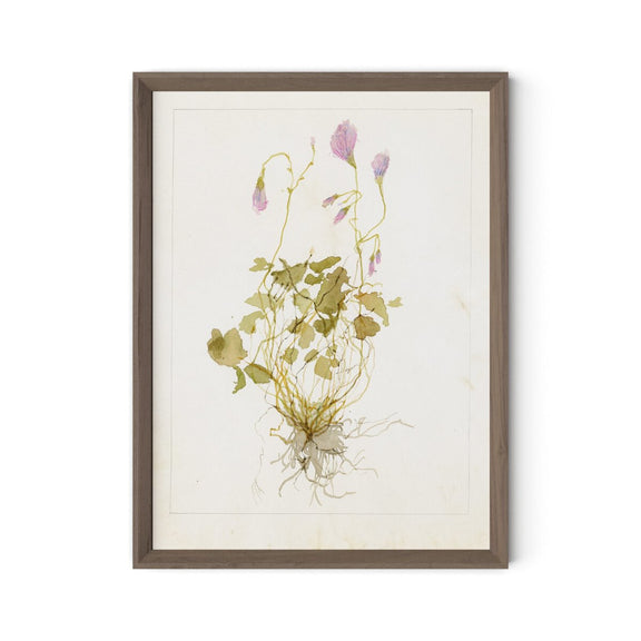 Oxalis Debilis No. 1 by Laurel-Dawn Latshaw - Rustic Walnut