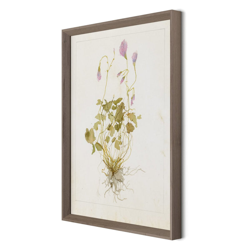 Oxalis Debilis No. 1 by Laurel-Dawn Latshaw - Rustic Walnut