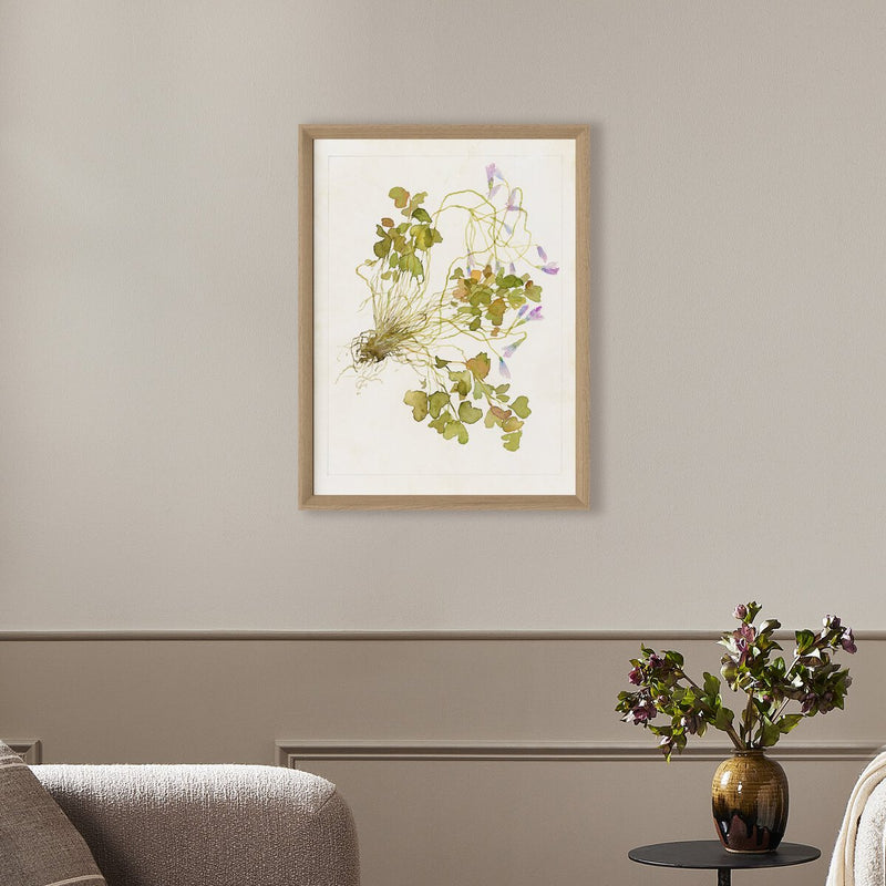 Oxalis Debilis No. 2 by Laurel-Dawn Latshaw - White Oak