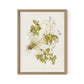 Oxalis Debilis No. 2 by Laurel-Dawn Latshaw - White Oak