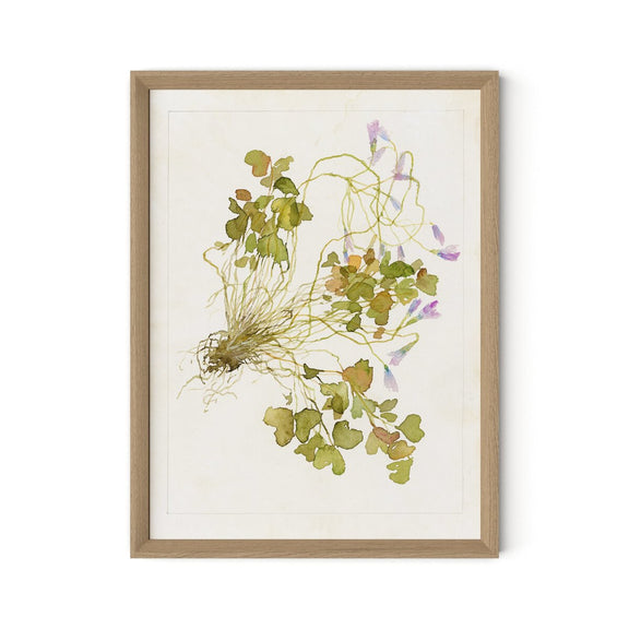 Oxalis Debilis No. 2 by Laurel-Dawn Latshaw - White Oak