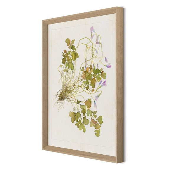 Oxalis Debilis No. 2 by Laurel-Dawn Latshaw - White Oak
