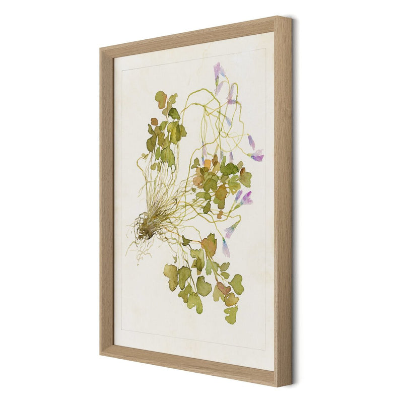 Oxalis Debilis No. 2 by Laurel-Dawn Latshaw - White Oak
