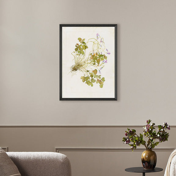 Oxalis Debilis No. 2 by Laurel-Dawn Latshaw - Brimfield Black