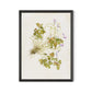 Oxalis Debilis No. 2 by Laurel-Dawn Latshaw - Brimfield Black