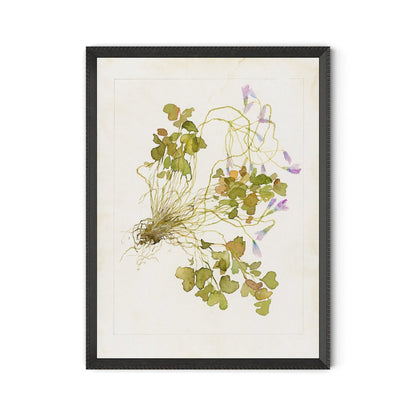 Oxalis Debilis No. 2 by Laurel-Dawn Latshaw - Brimfield Black