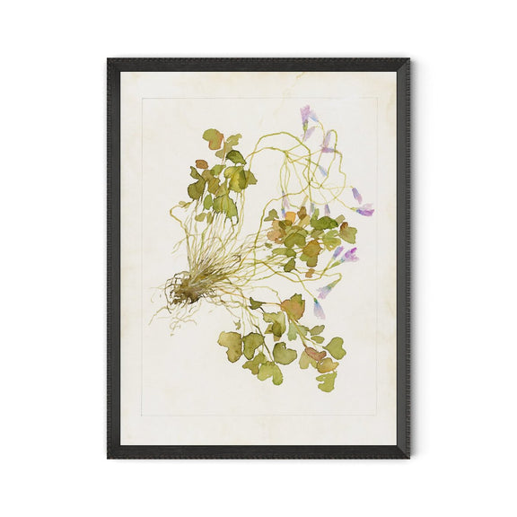 Oxalis Debilis No. 2 by Laurel-Dawn Latshaw - Brimfield Black