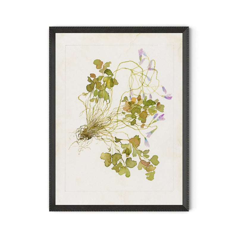 Oxalis Debilis No. 2 by Laurel-Dawn Latshaw - Brimfield Black