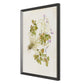 Oxalis Debilis No. 2 by Laurel-Dawn Latshaw - Brimfield Black