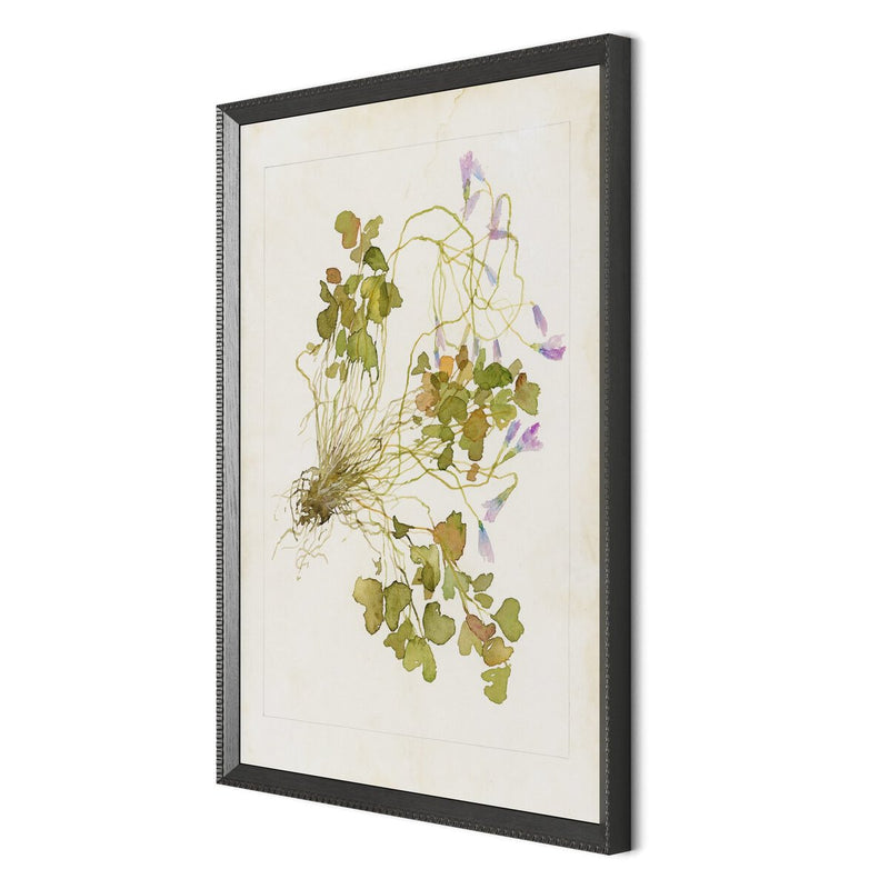 Oxalis Debilis No. 2 by Laurel-Dawn Latshaw - Brimfield Black