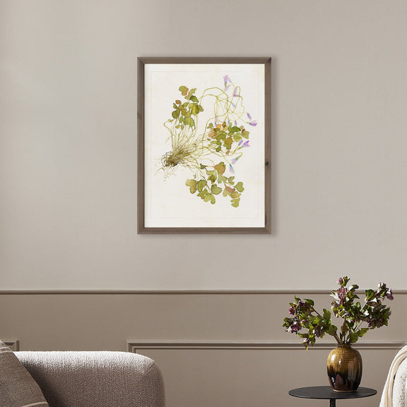 Oxalis Debilis No. 2 by Laurel-Dawn Latshaw - Rustic Walnut