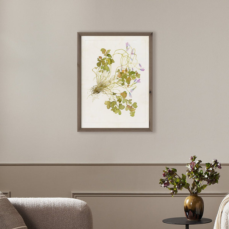 Oxalis Debilis No. 2 by Laurel-Dawn Latshaw - Rustic Walnut