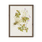 Oxalis Debilis No. 2 by Laurel-Dawn Latshaw - Rustic Walnut