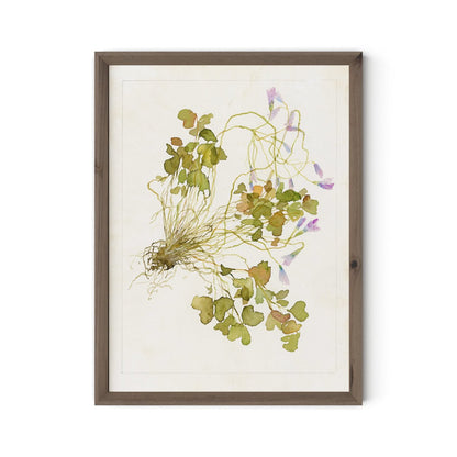 Oxalis Debilis No. 2 by Laurel-Dawn Latshaw - Rustic Walnut