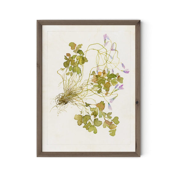 Oxalis Debilis No. 2 by Laurel-Dawn Latshaw - Rustic Walnut