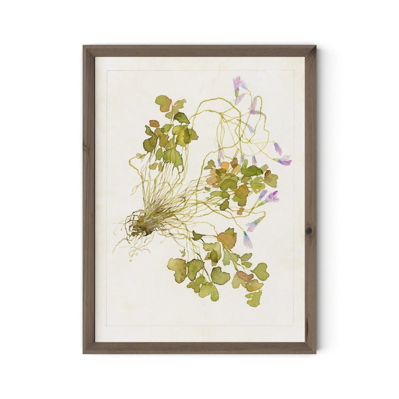 Oxalis Debilis No. 2 by Laurel-Dawn Latshaw - Rustic Walnut