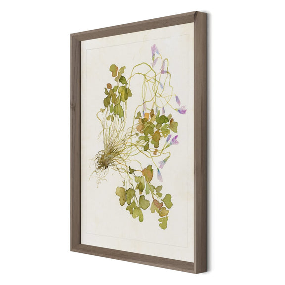 Oxalis Debilis No. 2 by Laurel-Dawn Latshaw - Rustic Walnut