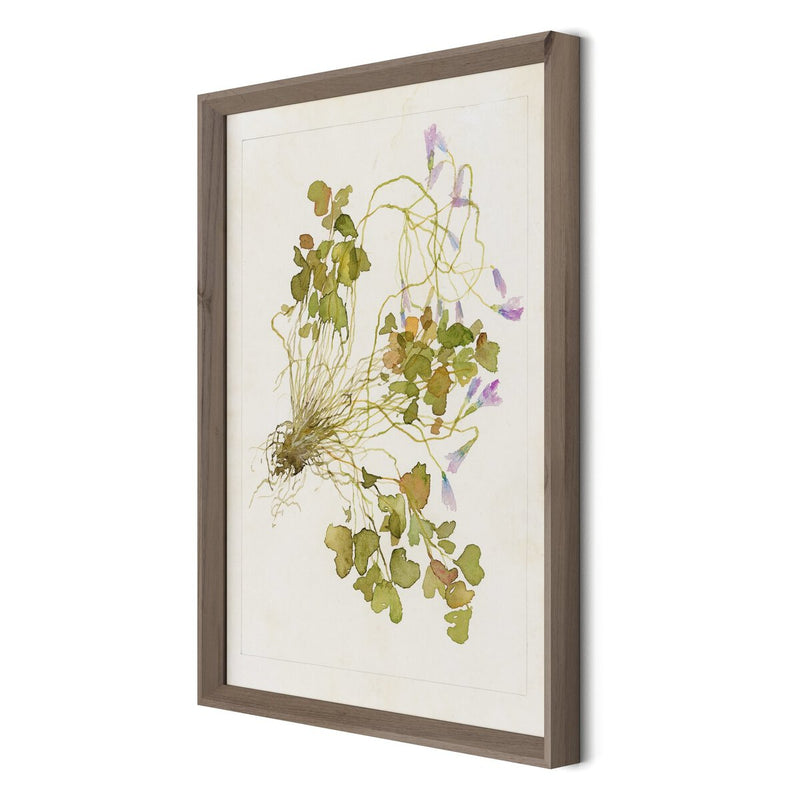 Oxalis Debilis No. 2 by Laurel-Dawn Latshaw - Rustic Walnut