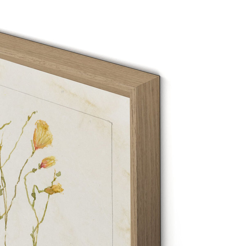 Papaveraceae No. 1 by Laurel-Dawn Latshaw - White Oak