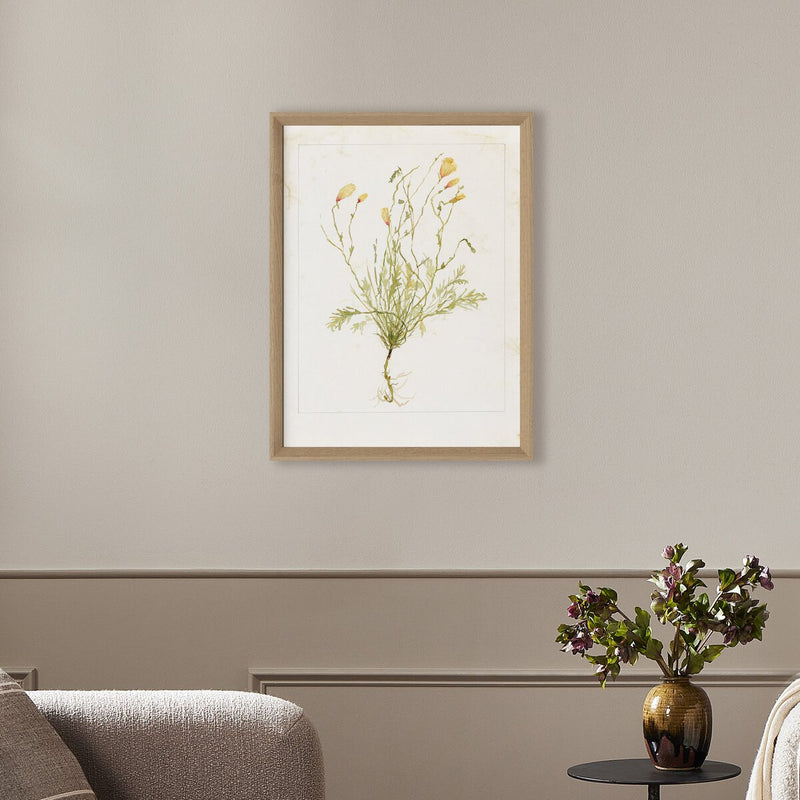 Papaveraceae No. 1 by Laurel-Dawn Latshaw - White Oak