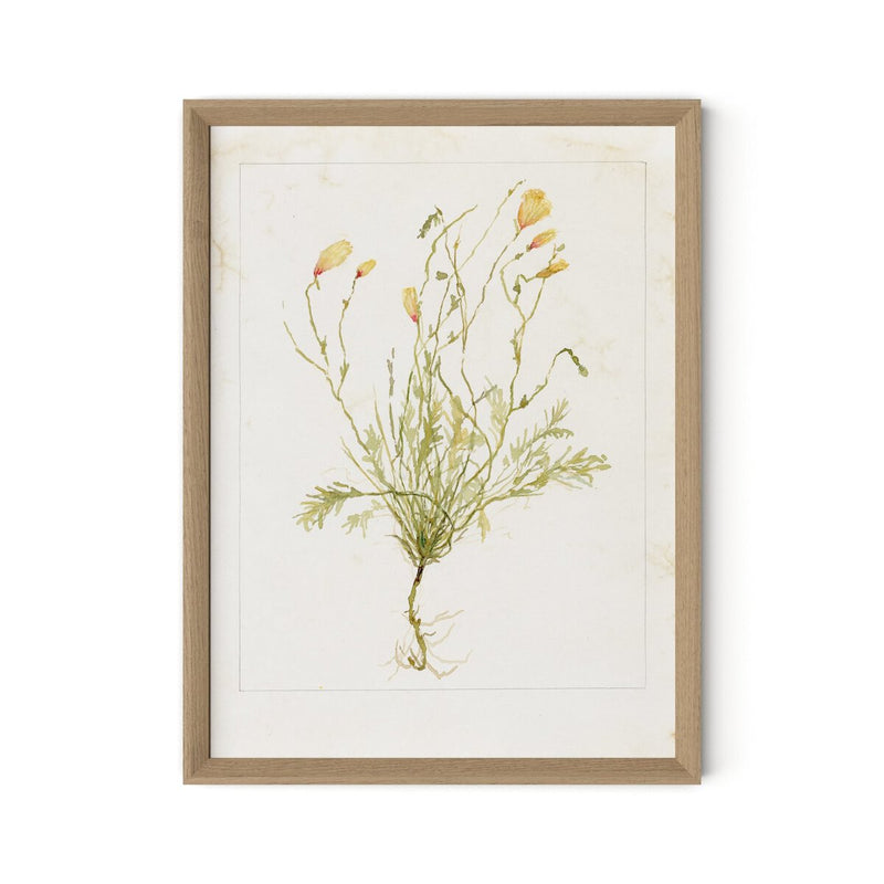 Papaveraceae No. 1 by Laurel-Dawn Latshaw - White Oak