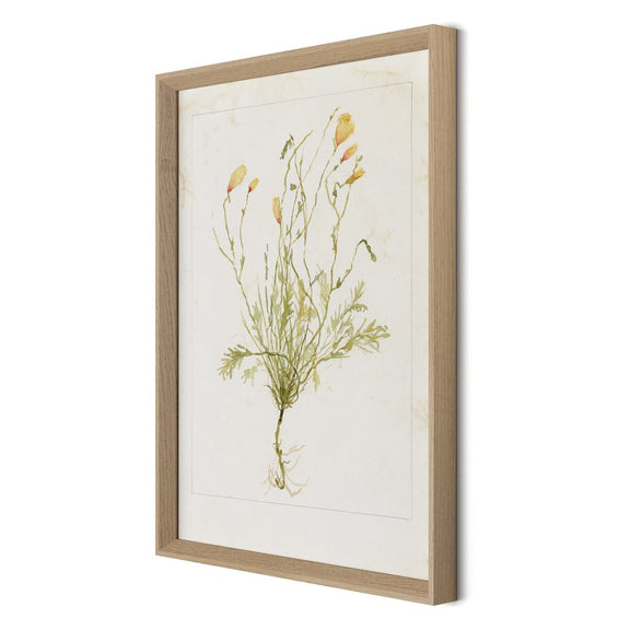 Papaveraceae No. 1 by Laurel-Dawn Latshaw - White Oak