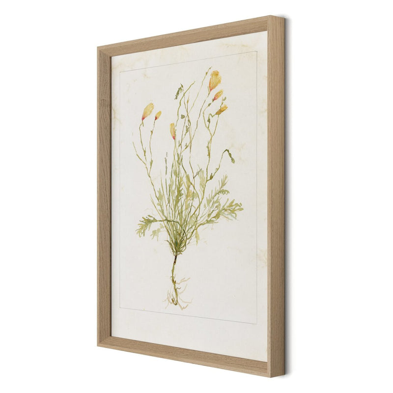 Papaveraceae No. 1 by Laurel-Dawn Latshaw - White Oak