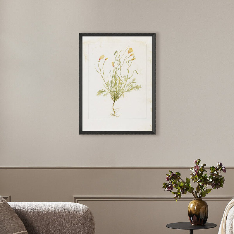 Papaveraceae No. 1 by Laurel-Dawn Latshaw - Brimfield Black