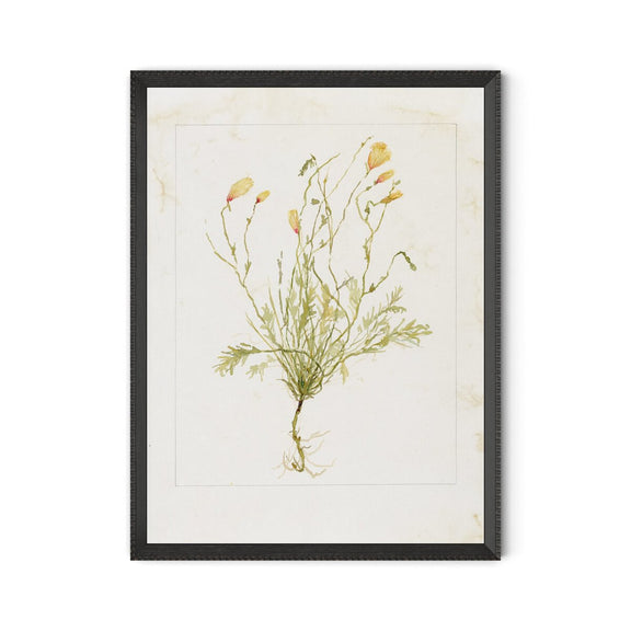 Papaveraceae No. 1 by Laurel-Dawn Latshaw - Brimfield Black