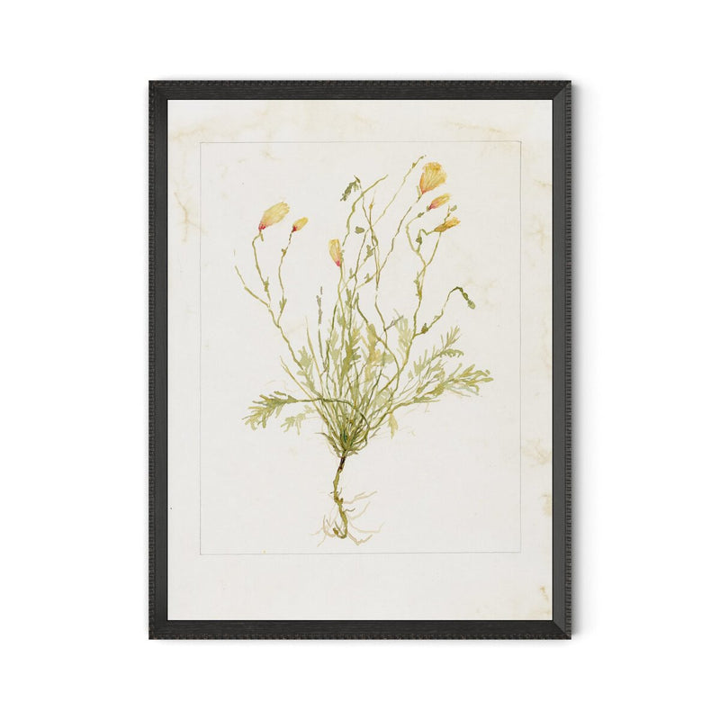Papaveraceae No. 1 by Laurel-Dawn Latshaw - Brimfield Black
