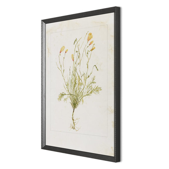 Papaveraceae No. 1 by Laurel-Dawn Latshaw - Brimfield Black