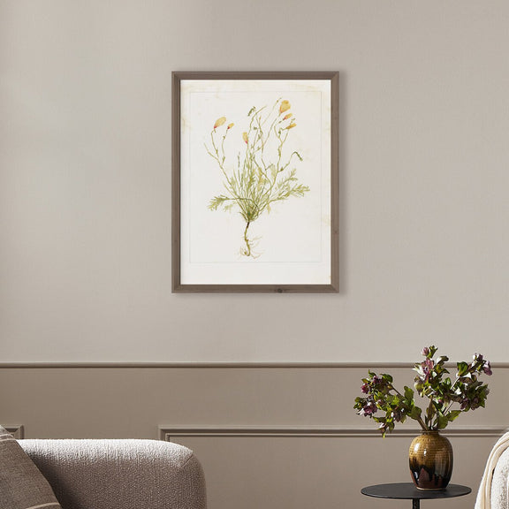 Papaveraceae No. 1 by Laurel-Dawn Latshaw - Rustic Walnut