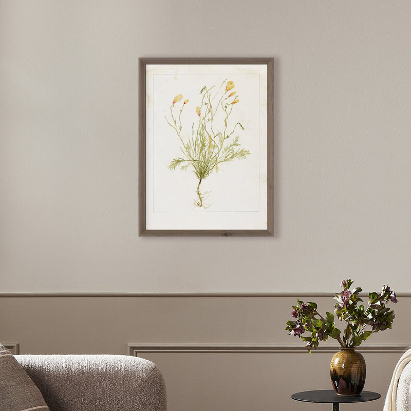 Papaveraceae No. 1 by Laurel-Dawn Latshaw - Rustic Walnut