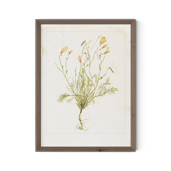 Papaveraceae No. 1 by Laurel-Dawn Latshaw - Rustic Walnut