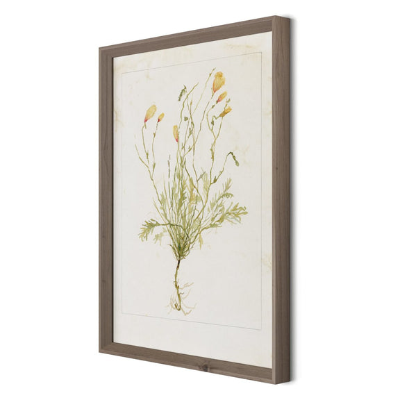 Papaveraceae No. 1 by Laurel-Dawn Latshaw - Rustic Walnut