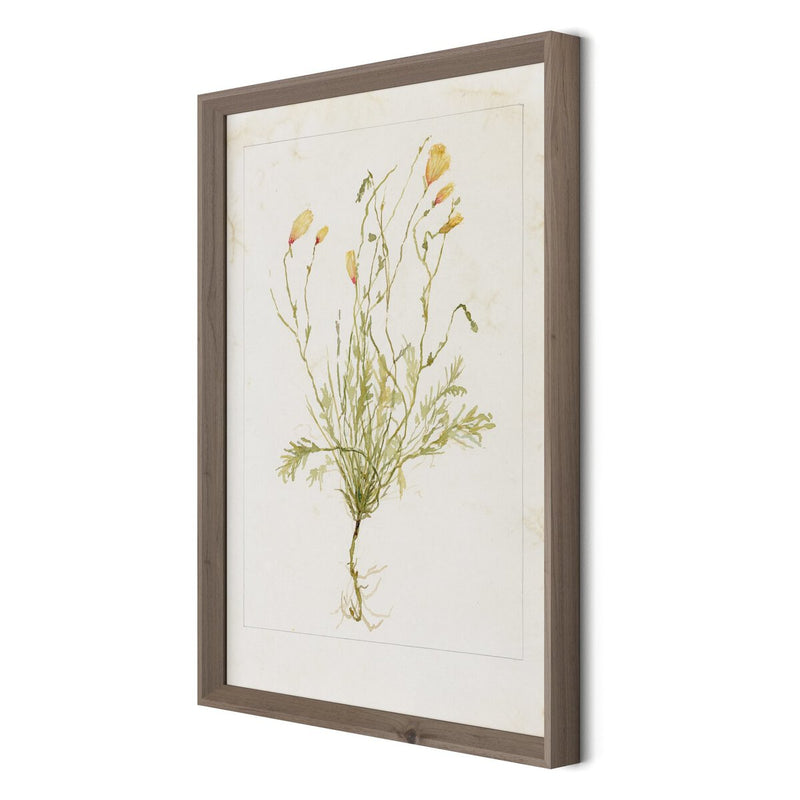 Papaveraceae No. 1 by Laurel-Dawn Latshaw - Rustic Walnut