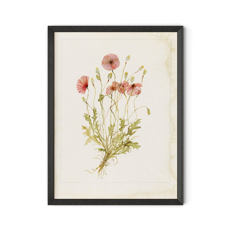 Papaveraceae No. 2 by Laurel-Dawn Latshaw - Brimfield Black
