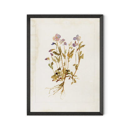 Viola No. 2 by Laurel-Dawn Latshaw - Brimfield Black