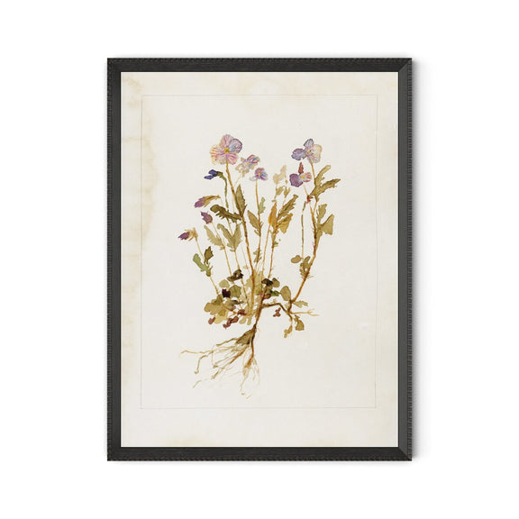 Viola No. 2 by Laurel-Dawn Latshaw - Brimfield Black