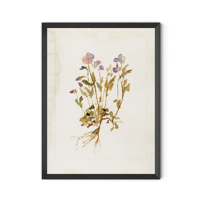 Viola No. 2 by Laurel-Dawn Latshaw - Brimfield Black
